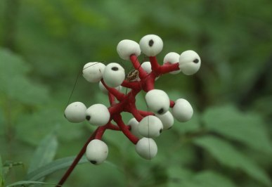 Actaea pachypoda (Dolls Eyes) by Ottawa County Parks (CC BY-NC 2.0)
