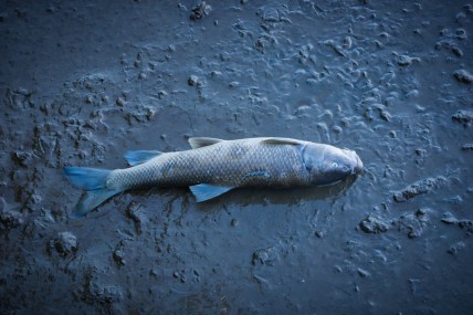 Dead Fish by Grodenaue (CC BY-NC-ND 2.0)