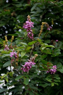 Lonchocarpus by International Institute of Tropical Agriculture (CC BY-NC 2.0)