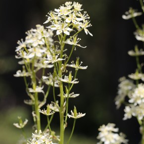 Don’t Eat the Death Camas…or ‘Death’ Anything