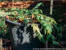 Horseradish in Fall by Justin Brower