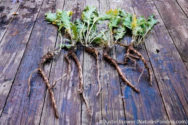 Horseradish by Justin Brower