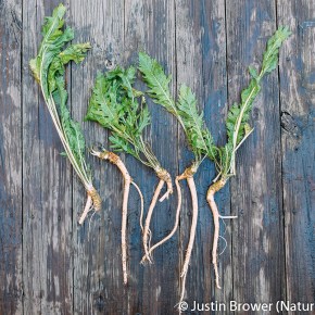 The True Story of Poison Gas and Prepared&nbsp;Horseradish