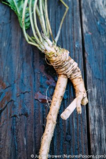 Horseradish by Justin Brower