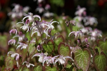 Epimedium by Brewbooks (CC BY-SA 2.0)