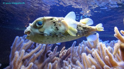 Pufferfish by Tom Jutte (CC BY-NC-ND 2.0)