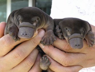 Baby Platypus by LandLearn NSW (CC BY-NC-SA 2.0)