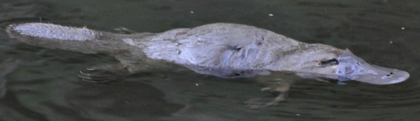 Platypus by LongRoadPhotography (CC BY-NC-ND 2.0)