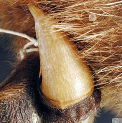 Platypus Spur by Stowe Boyd (CC BY-NC 2.0)