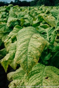 Tobacco Leaf by Justin Brower
