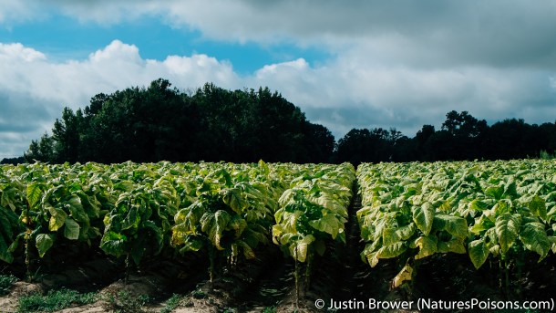 Tobacco field by Justin Brower