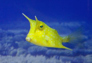 Cowfish by Bertrand Duperrin (CC BY-NC-ND 2.0)