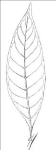 Guachamacan leaf, by M.A. Ernst (CC 0)