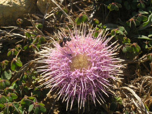 Atractylis gummifera by Fotoculus (CC BY-NC-SA 20)