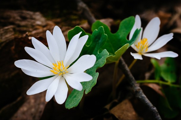 Bloodroot