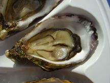 Oysters by Kamel15