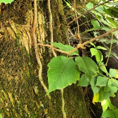 Poison Ivy by geocacher D. Mott