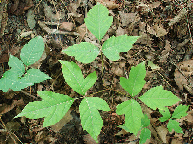 Urushiol: Poison Ivy and Poison Oak Season is Here | Nature's Poisons