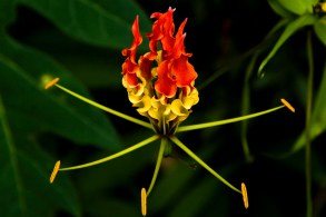 Gloriosa superba by Hafiz Issadeen CC-BY-2.0