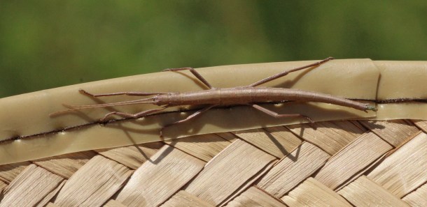 Anisounorpha buprestoides by Mary Keim (CC BY-NC-SA-2.0)