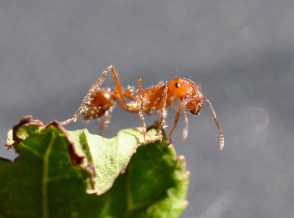 Fire Ant by Rick Hagerty (CC BY 2.0)