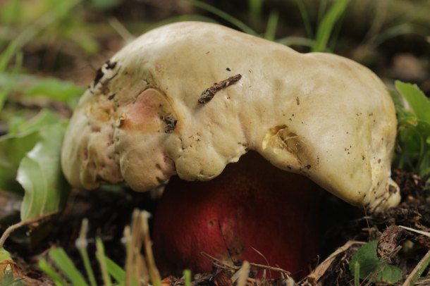 Rubroboletus satanas by Bjorn S. CC-BY-SA-2.0