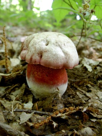 Rubroboletus satanas by Gianpiero Meazza (CC-BY-NC-SA-2.0)