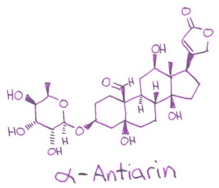 antiarin cardiac glycoside upas tree