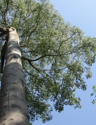 Upas Tree. Antiaris toxicaria by Leonora Enking (CC BY-SA 2.0)