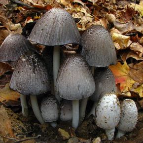 Coprine: Alcohol Poisoning From&nbsp;Mushrooms?
