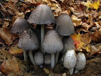 Coprinopsis atramentaria by Redhead (CC BY-SA 3.0)
